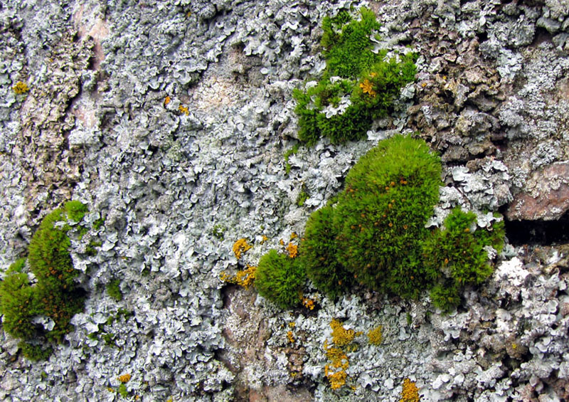 Lewinskya pylaisii